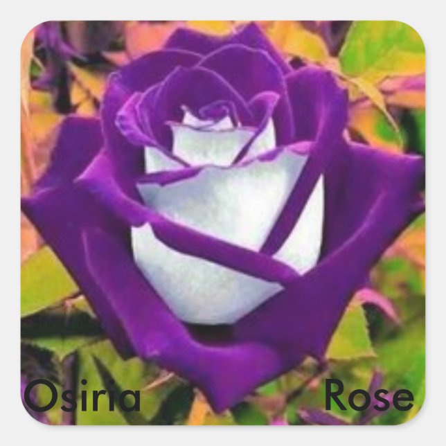 Cuadrada Osiria Rosa pegatina (Anverso)