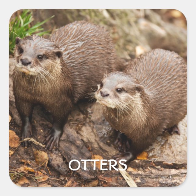Cuadrada Otters pegatina (Anverso)