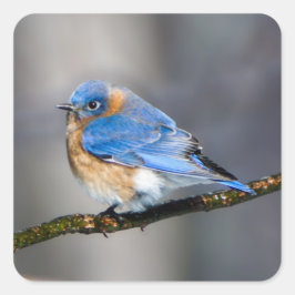 Cuadrada Pájaro azul oriental en Pegatina de la liga cubier