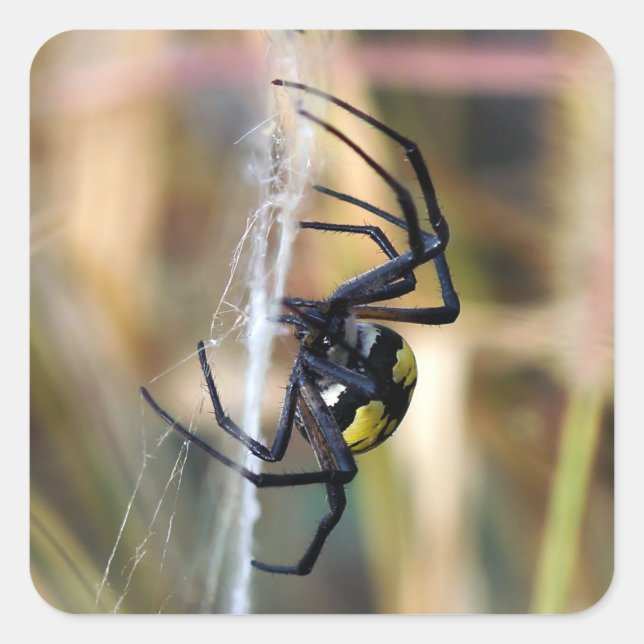 Cuadrada Pegatina Araña del Jardín Argiope Negro y Amarillo (Anverso)