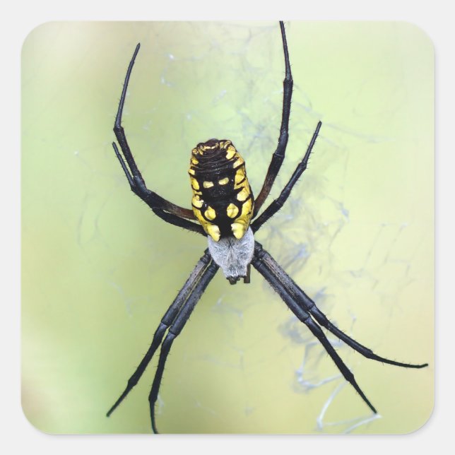 Cuadrada Pegatina Araña del Jardín Argiope Negro y Amarillo (Anverso)
