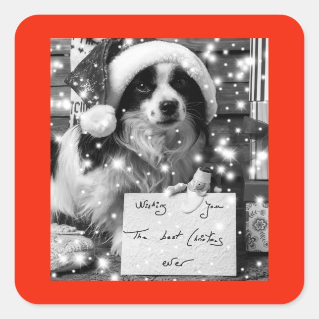 Cuadrada Pegatina AUSTRALIANO DE LA PLAZA SHEPARD (Anverso)