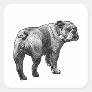 Cuadrada Pegatina Bulldog, Mirada Amistosa