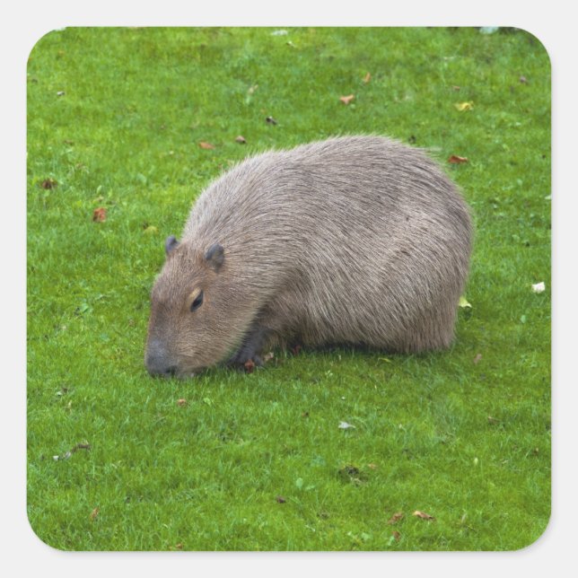 Cuadrada Pegatina Capybara (Anverso)