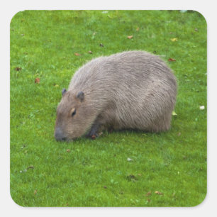 Cuadrada Pegatina Capybara