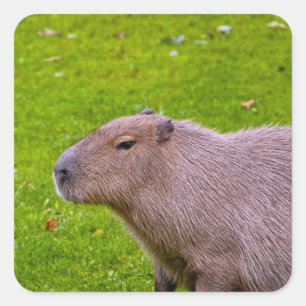 Cuadrada Pegatina Capybara