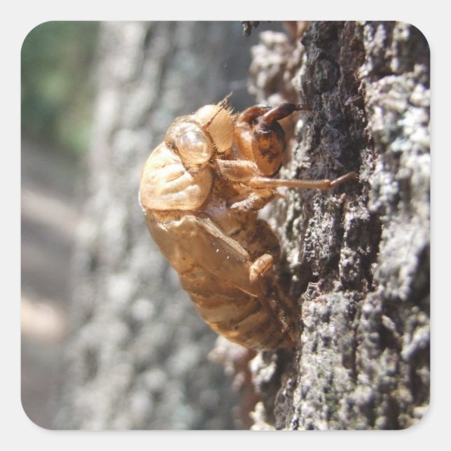 Cuadrada Pegatina Cicada Shell (Anverso)