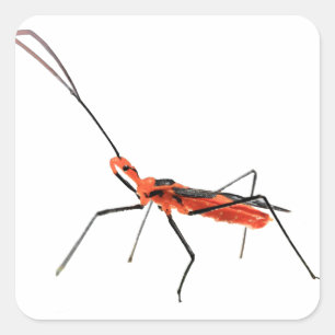 Cuadrada Pegatina complejo del insecto de asesino