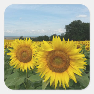 Cuadrada Pegatina con campo de girasol