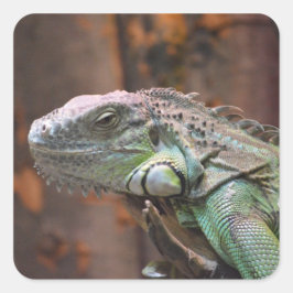 Cuadrada Pegatina con colorida iguana