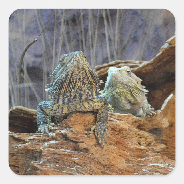 Cuadrada Pegatina con dos lagartos curiosos (Anverso)