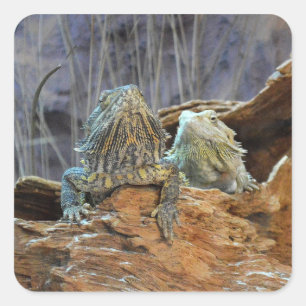 Cuadrada Pegatina con dos lagartos curiosos