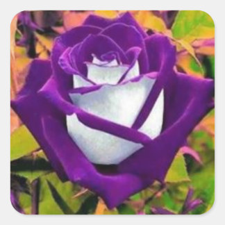 Cuadrada Pegatina con un rosa púrpura y blanco