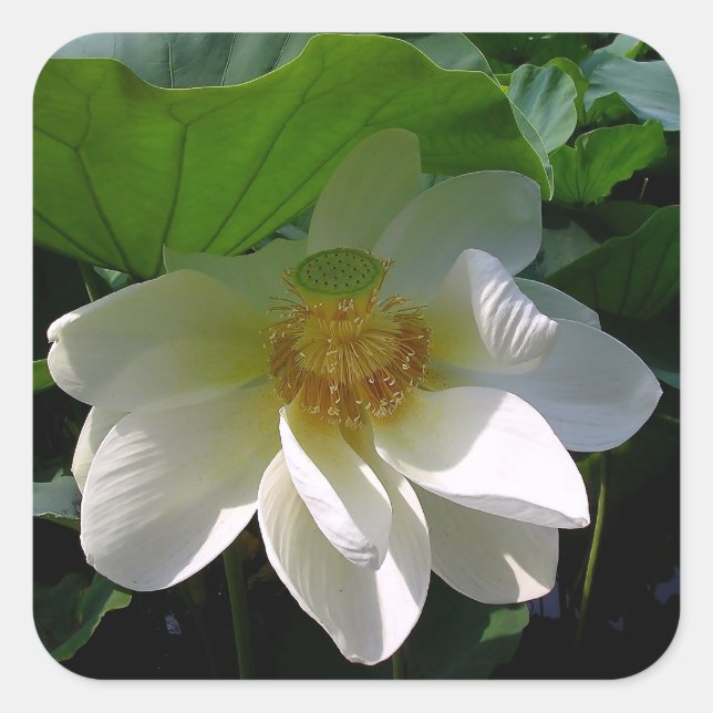 Cuadrada Pegatina con una delicada flor blanco Lotus (Anverso)