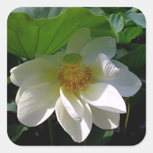Cuadrada Pegatina con una delicada flor blanco Lotus