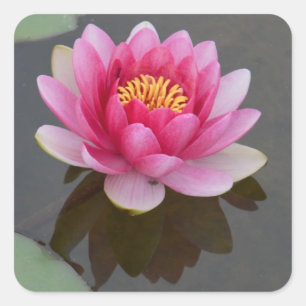 Cuadrada Pegatina cuadrado con diseño de Lily de Agua
