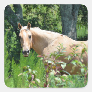 Cuadrada Pegatina cuadrado de Caballo de Granja