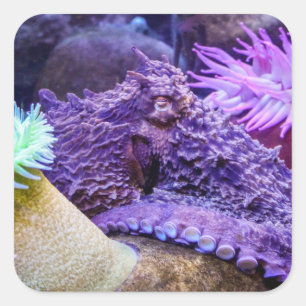 Cuadrada pegatina cuadrado de pulpo morado azul océano