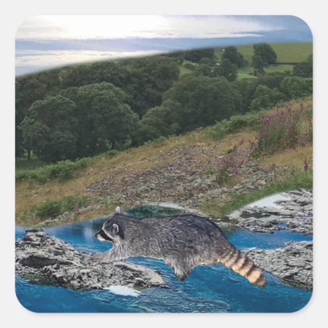 Cuadrada Pegatina cuadrado de Raccoon curioso e inteligente (Anverso)