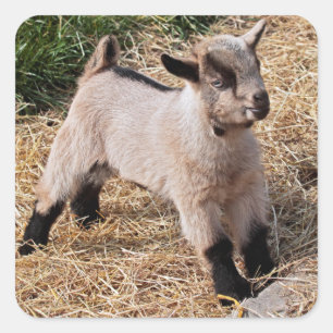 Cuadrada Pegatina Cute Kid