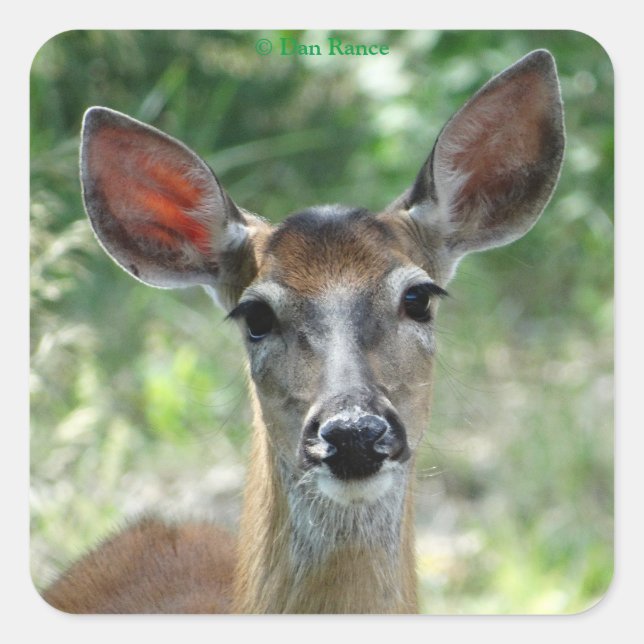 Cuadrada Pegatina D33 de cola blanca de ciervos (Anverso)