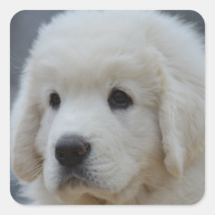 Cuadrada Pegatina de Adorable Polaco Tatra Sheepdog Puppy