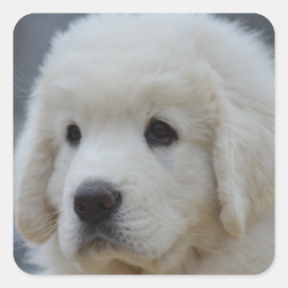 Cuadrada Pegatina de Adorable Polaco Tatra Sheepdog Puppy