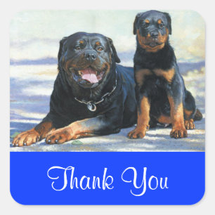 Cuadrada Pegatina de agradecimiento cachorro perro Rottweil