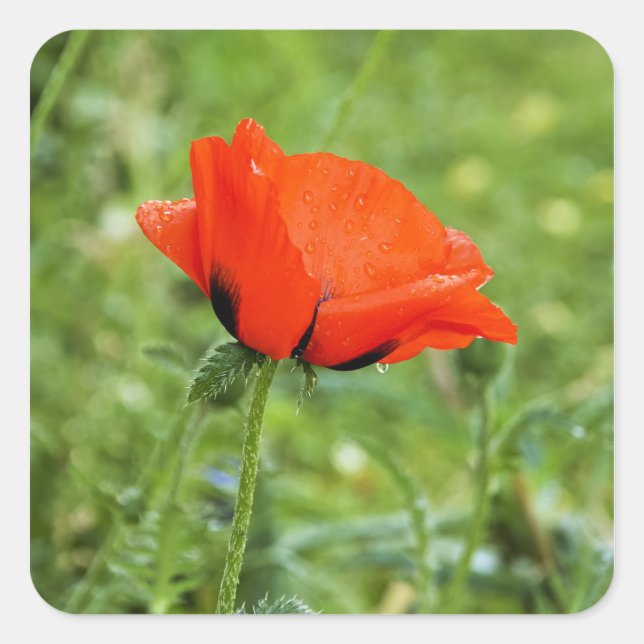 Cuadrada Pegatina de amapola (Anverso)