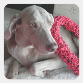 Cuadrada Pegatina de amor de Rain - Perro Weimaraner