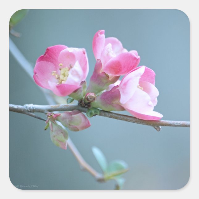 Cuadrada Pegatina de Apple Blossom #P0358 (Anverso)