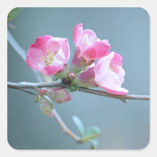 Cuadrada Pegatina de Apple Blossom #P0358