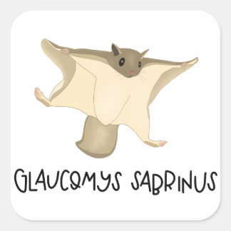 Cuadrada Pegatina de ardilla voladora