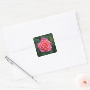 Cuadrada Pegatina de arte de rosa rosa bonita