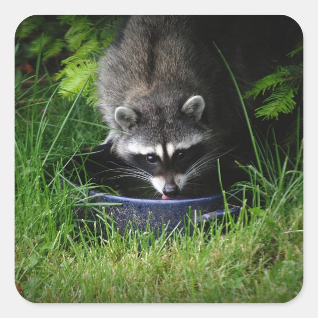 Cuadrada Pegatina de bebida de Raccoon (Anverso)