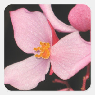 Cuadrada Pegatina de Begonia Rosa