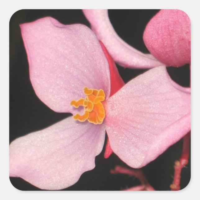 Cuadrada Pegatina de Begonia Rosa (Anverso)
