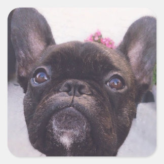 Cuadrada Pegatina de Bulldog francés