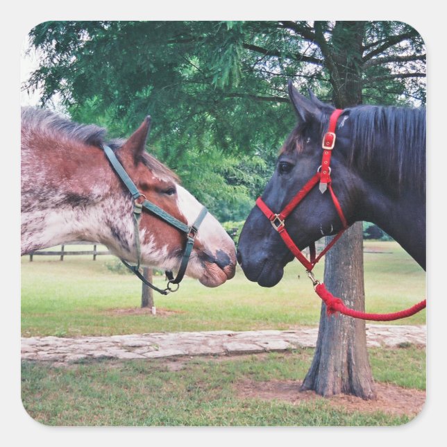 Cuadrada Pegatina de Caballos Borradores (Anverso)