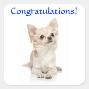 Cuadrada Pegatina de cachorro de Chihuahua de felicitación