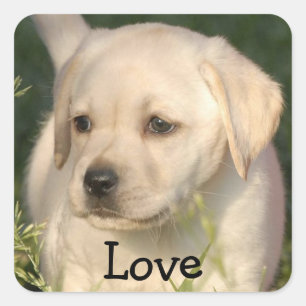 Cuadrada Pegatina de cachorro de Labrador Retriever amor