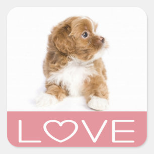 Cuadrada Pegatina de cachorro de perro Havanese de amor