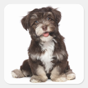 Cuadrada Pegatina de cachorros de chocolate marrón y blanco