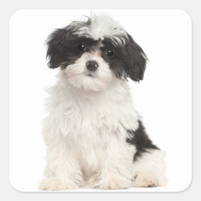 Cuadrada Pegatina De Cachorros De Habana Negra Y Blanca (Anverso)