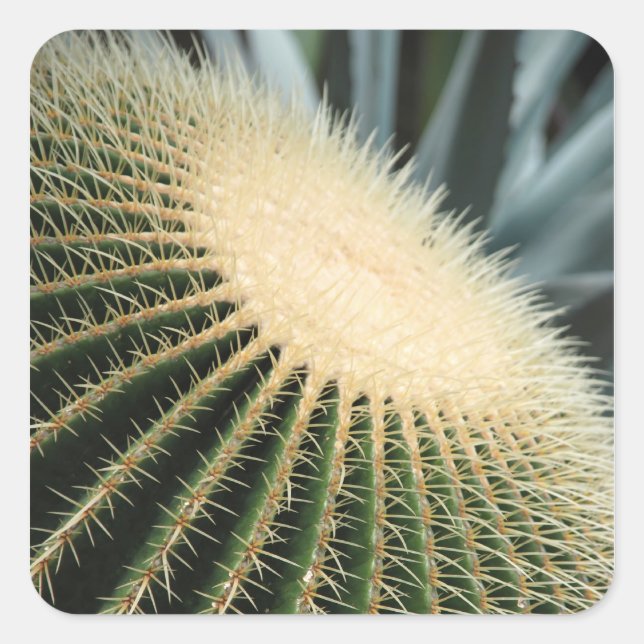 Cuadrada Pegatina de cactus (Anverso)