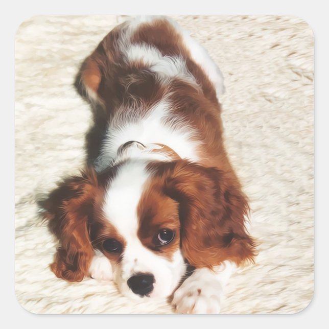 Cuadrada Pegatina de Cavalier King Charles Spaniel Little O (Anverso)