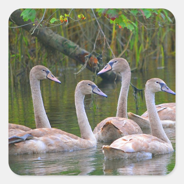 Cuadrada Pegatina de Cisne Joven (Anverso)