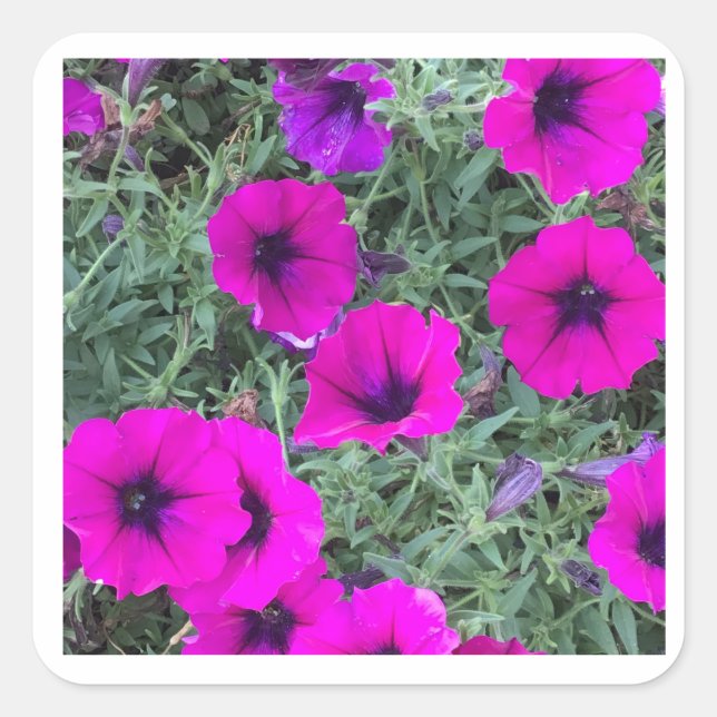 Cuadrada Pegatina de Clausura de Petunia Rosa (Anverso)