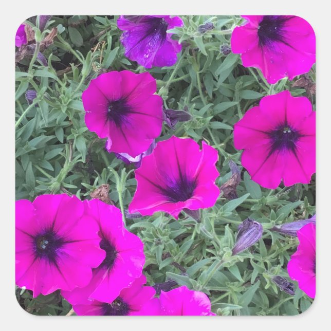 Cuadrada Pegatina de Clausura de Petunia Rosa (Anverso)