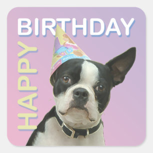 Cuadrada Pegatina de cumpleaños de Boston Terrier
